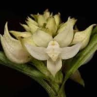 Tropidia curculigoides Lindl. Syn. Tropidia graminea Bl.; T. formosana Rolfe; perfume ingredient at scentopia your orchids fragrance essential oils