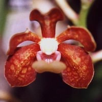 Vanda concolor Blume perfume ingredient at scentopia your orchids fragrance essential oils