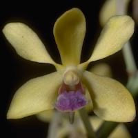 Vanda testacea (Lindl.) Rchb.f. Syn. Vanda parviﬂora Lindl. perfume ingredient at scentopia your orchids fragrance essential oils