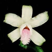 Vanilla aphylla Blume perfume ingredient at scentopia your orchids fragrance essential oils