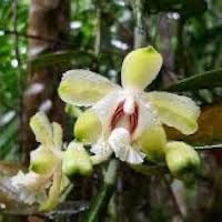 Vanilla griffithii Rchb. f. perfume ingredient at scentopia your orchids fragrance essential oils