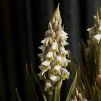 Zeuxine strateumatica (L.) Schltr. perfume ingredient at scentopia your orchids fragrance essential oils