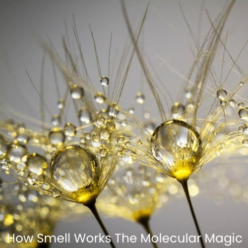 How Smell Works The Molecular Magic