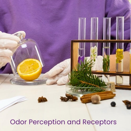 Odor Perception and Receptors