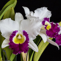Rhyncholaeliocattleya Blanche Aisaka 'Yuki'  perfume ingredient at scentopia your orchids fragrance essential oils