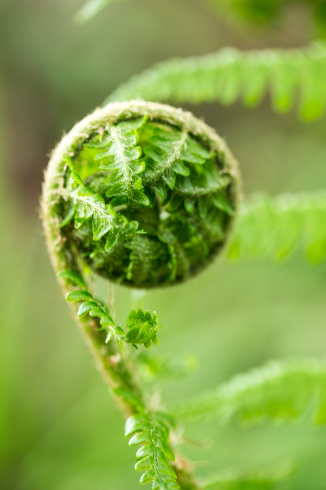 Ferns have been used for therapeutic purposes for centuries in traditional medicine.