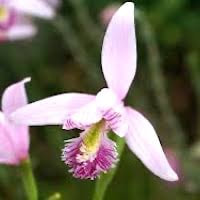 Pogonia japonica Rchb. f. perfume ingredient at scentopia your orchids fragrance essential oils