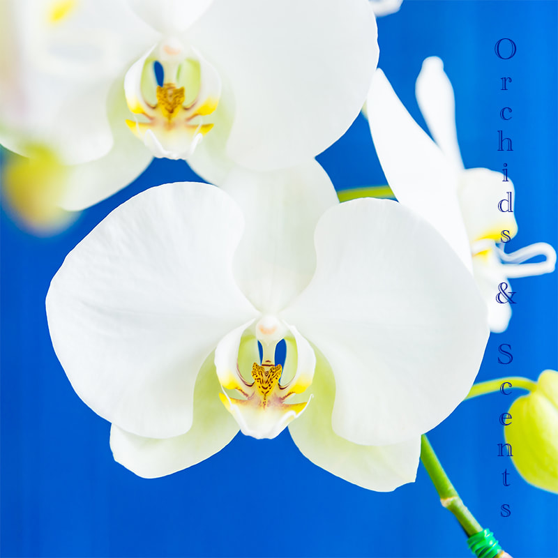scentopia sentosa siloso beach walk best attraction has orchid fragrance scent rhythm