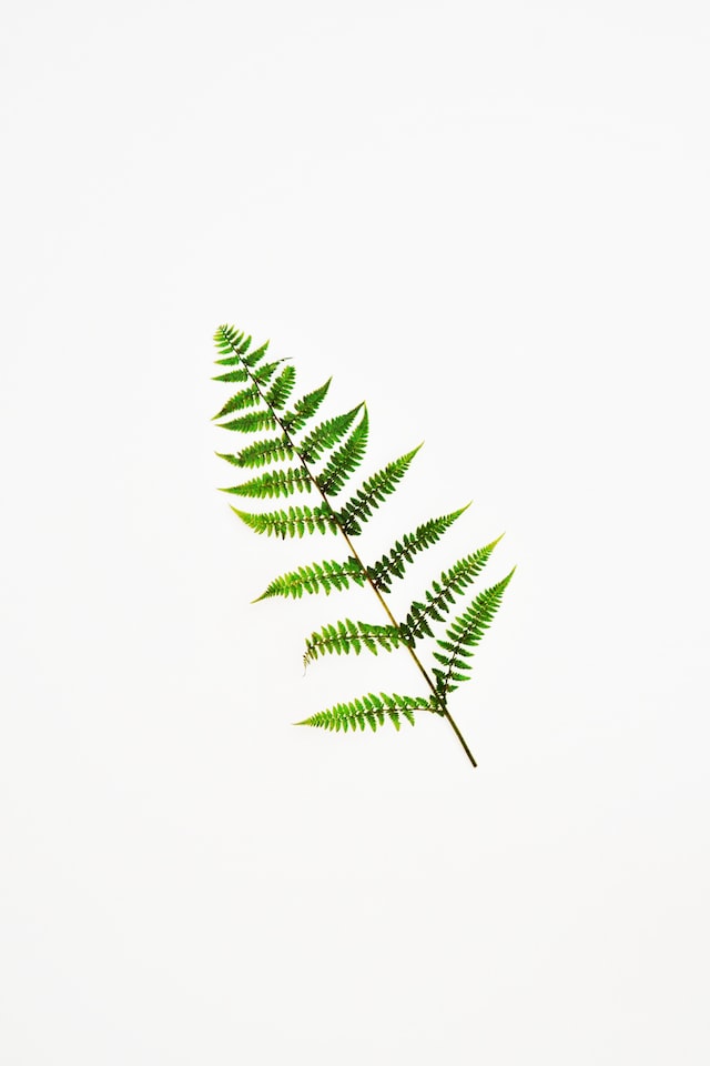 Ferns have been used as fixative in perfumery
