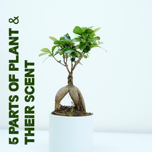 5 parts of plant & their scent
