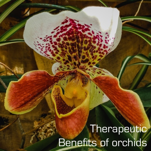Therapeutic Benefits of orchids