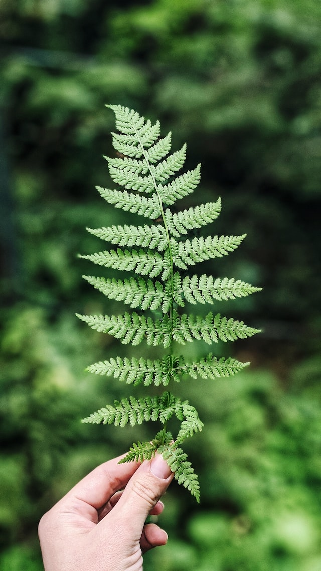 perfumes that feature ferns as a key ingredient