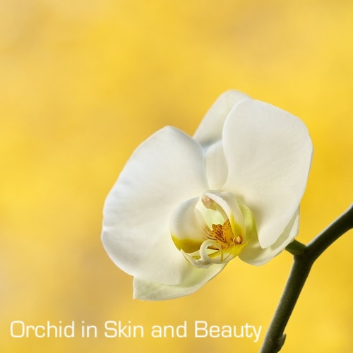 Orchid in Skin and Beauty