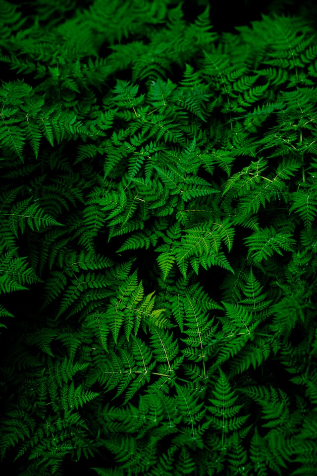 fern petals with good aroma and green color
