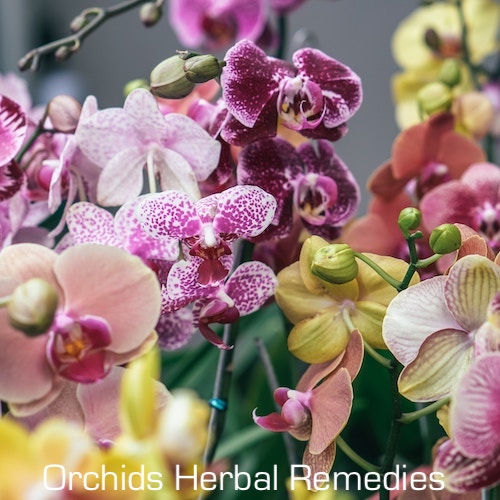 Orchids Herbal Remedies