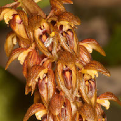 Bulbophyllum careyanum  perfume ingredient at scentopia your orchids fragrance essential oils
