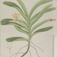 Therapeutic fragrant orchid Acampe  is used in rural Thailand as a tonic to  strengthen  the body