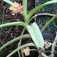 Therapeutic fragrant orchid Acampe rigida Hunt is used for aromatherapy
