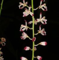 Therapeutic fragrant orchid Acriopsis liliifolia is an antipyretic, and cure earache or tinnitus plus smells wonderful
