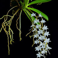 Aerangis Modesta perfume ingredient at scentopia your orchids fragrance essential oils