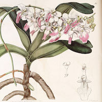 Therapeutic fragrant orchid Aerides crispa Lindl. works as a bactericide specially for ear when boiled in neem water