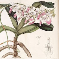 Aerides crispa Lindl. perfume ingredient at scentopia your orchids fragrance essential oils