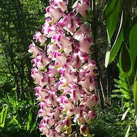 Aerides Lawrenceae var. Sanderiana perfume ingredient at scentopia your orchids fragrance essential oils