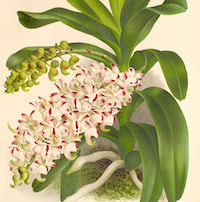 Therapeutic fragrant orchid Aerides odorata Lour or Fragrant Aerides