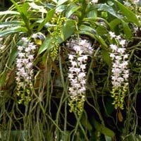 Aerides Odorata  perfume ingredient at scentopia your orchids fragrance essential oils
