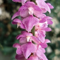 Therapeutic fragrant orchid Aerides multiflora Roxb. flower are fragrant & leaf paste is applied to cuts & wounds in India and Nepal