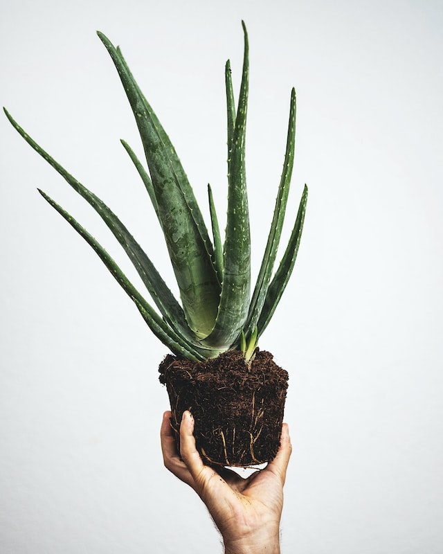 Aloe vera is a succulent plant with good scent