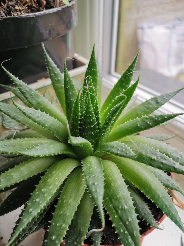 aloe vera is used for its medicinal properties & aroma