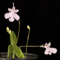 Therapeutic fragrant orchid Amitostigma pinguicula plant is used in preparing medicine and perfumes