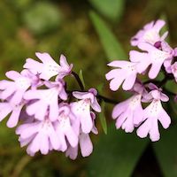 Therapeutic fragrant orchid Amitostigma are small, montane, terrestrial orchids of the Himalayas, is therapeutic and has fragrant flowers