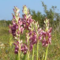 Therapeutic fragrant orchid Anacamptis coriophora  has skin whitening effects because it inhibits tyrosinase