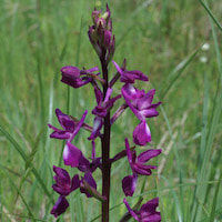 Therapeutic fragrant orchid Anacamptis laxiflora Powder prepared from dried tubers was used to prepare salep,