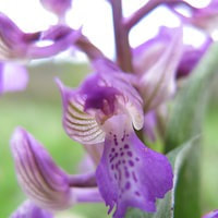 Anacamptis morio ssp. picta  perfume ingredient at scentopia your orchids fragrance essential oils