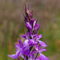 Anacamptis palustris perfume ingredient at scentopia your orchids fragrance essential oils