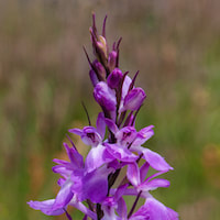 Therapeutic fragrant orchid Anacamptis palustris is grown for its vanilla like scent