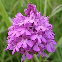 ​Anacamptis pyramidalis  perfume ingredient at scentopia your orchids fragrance essential oils