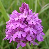 Therapeutic fragrant orchid  Anacamptis. This is harvested in Turkey (and Iran)  and sued in scented cosmetics