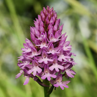 Therapeutic fragrant orchid Tubers of Anacamptis are harvested to make salep, once thought to be an aphrodisiac and super-nutrient throughout Europe.