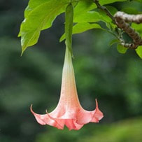 Angel trumpet flowers are amazing for perfume making