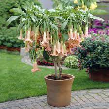 angel trumpet plant has scent and can use for traditional medicine