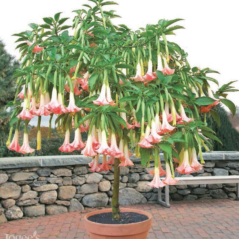 angel trumpet plant The scent of the flowers is often described as sweet and pleasant