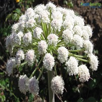 Angelica Archangelica is a perennial herb perfume ingredients