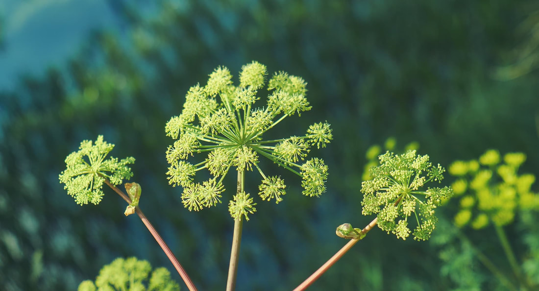 angelica plant is fragrant and sweet smelling.jpg