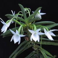 Angraecum Compactum  perfume ingredient at scentopia your orchids fragrance essential oils