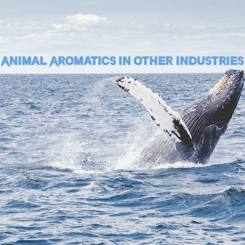 Animal Aromatics in Other Industries:
