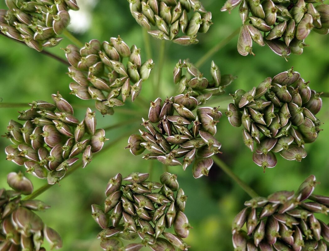 anise seed plant has scented perfume oil for perfumery creation